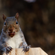 Image for article titled Your acorn habit is killing squirrels